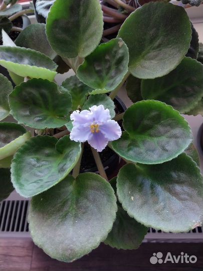 Сортовые фиалки