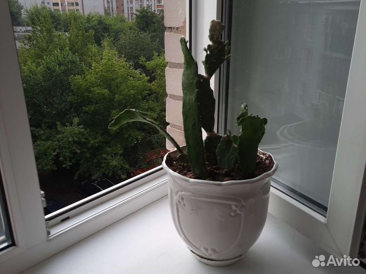 Кактус опунция