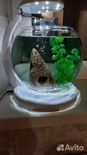 Аквариум с рыбкой петушок