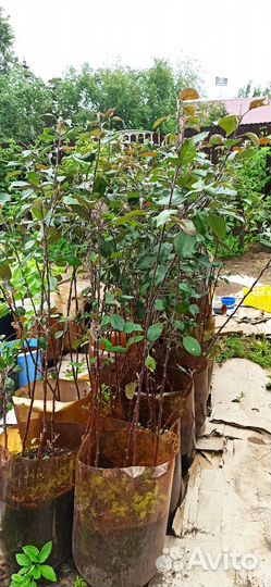 Саженцы ред Кетти