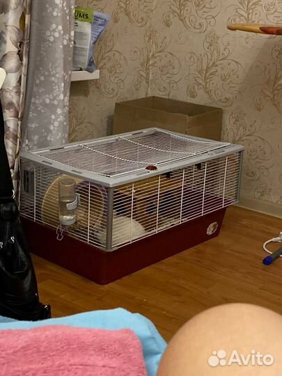 Шиншилла Белая