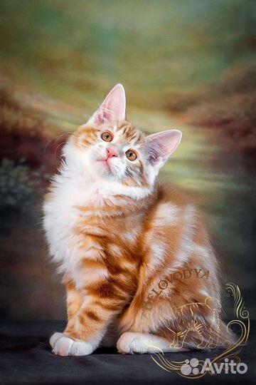 Котенок курильского бобтейла