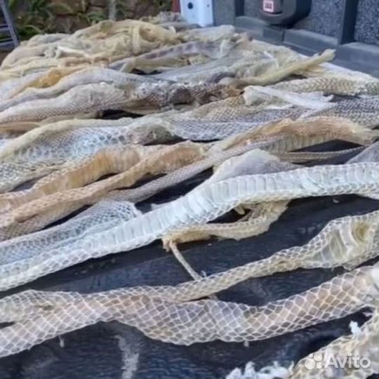 Линьки змей, пауков и скорпионов