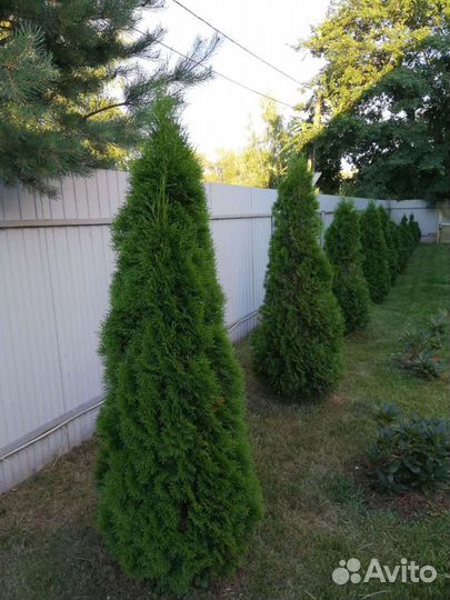 Туя смарагд