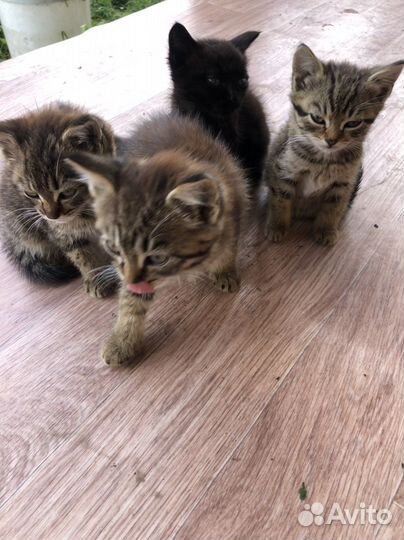 Котята в добрые руки 1 месяц