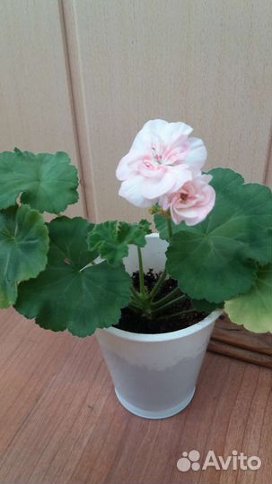 Пеларгония герань сортовая