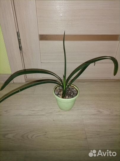 Кливия молодая