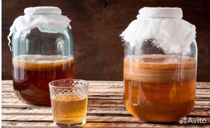 Чайный гриб бесплатно