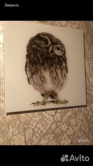 Сова картина стекло