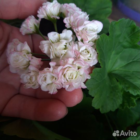 Пеларгония Герань комнатная