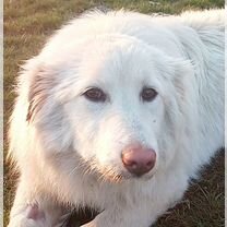 Белая швейцарская овчарка, щенок