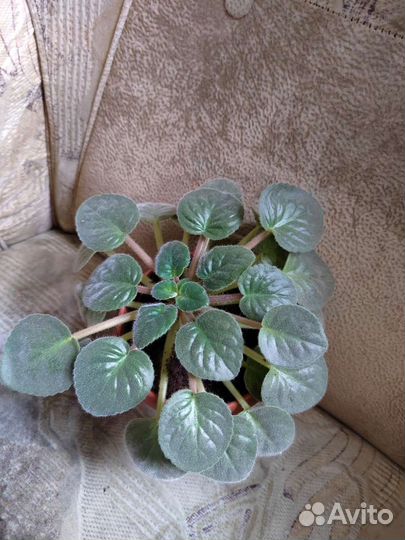 Комнатные цветы фиалки