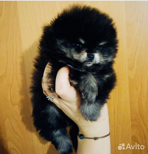 Помы мишки Boo