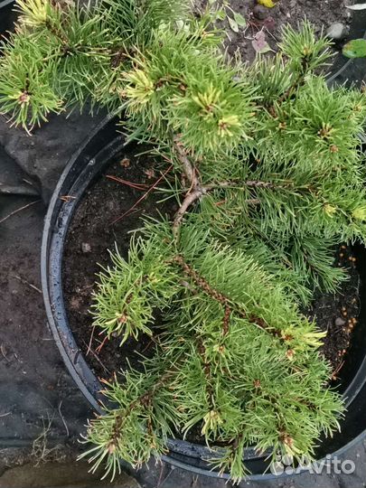 Сосна горная