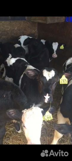 Бычки телята