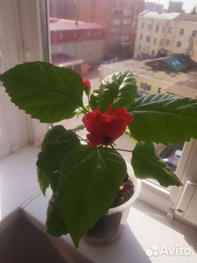 Гибискус китайская роза