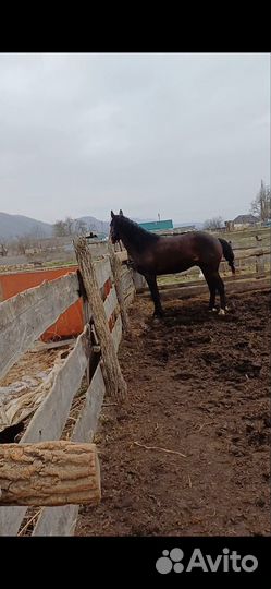 Карачаевский жеребец