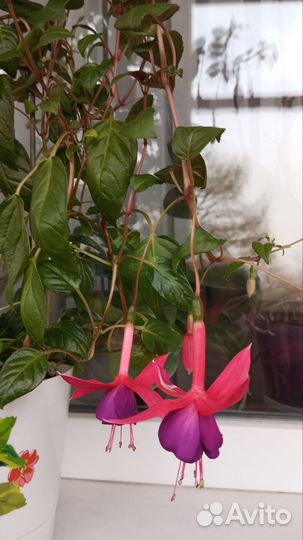 Шикарная Фуксия