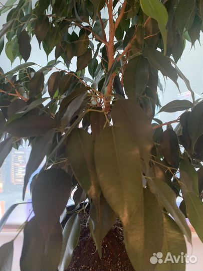 Фикус бенджамина