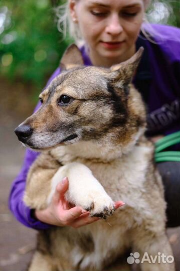 Собака из приюта бесплатно