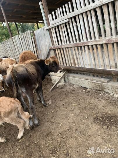 Телки и бычки