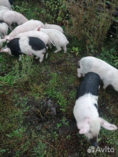 Поросята