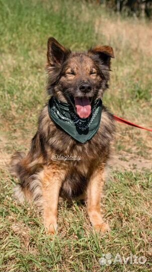 Собака из приюта. Можно в квартиру