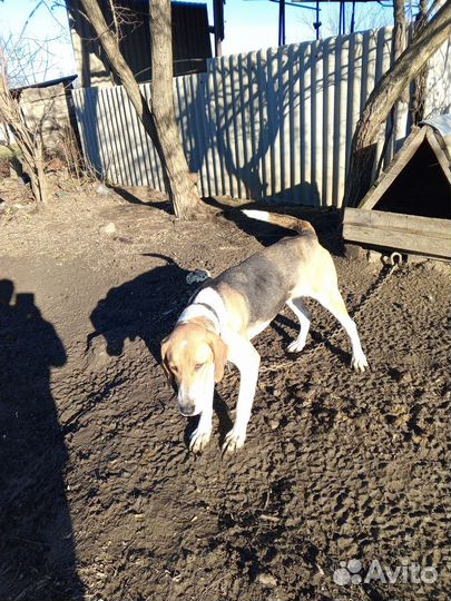 Потерялась собака.в ремонтенском районе