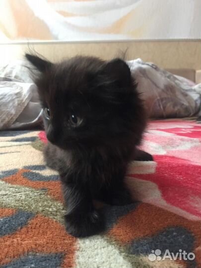 Котята в добрые руки приучены к лотку