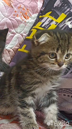 Отдам котят в добрые руки