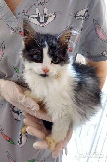 Котёнок в добрые руки