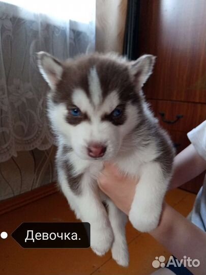 Щенки сибирской хаски