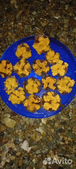 Морской ёжик