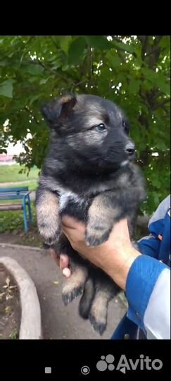 Кутёнок