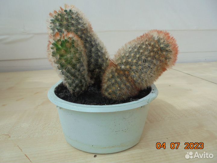 Кактус 3в1 h 11.5, 10,5 и 5см.Доставка бесплатно