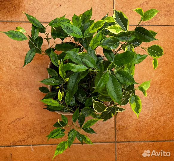 Фикусы бенджамина сортовые