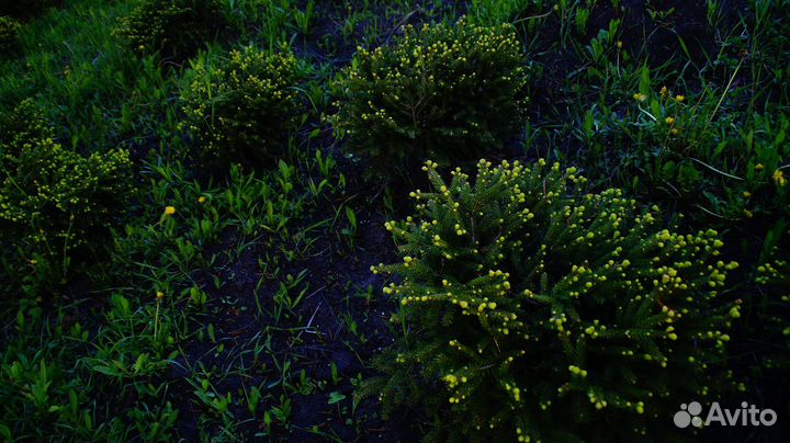 Ель нидиформис