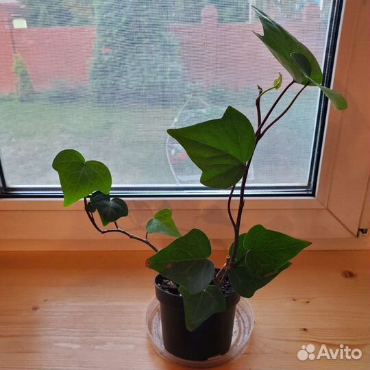 Комнатные растения