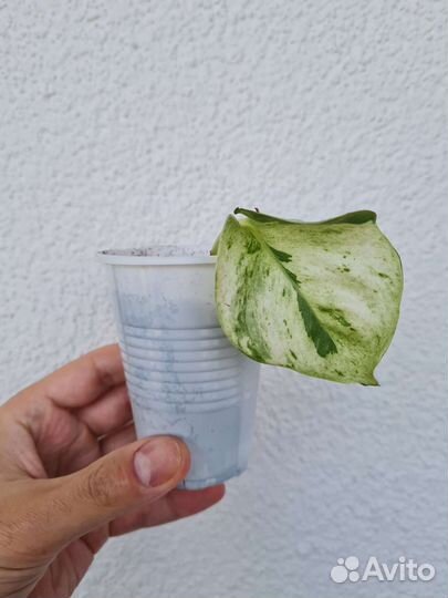 Эпипремнум марбл эпл