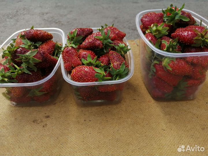 Клубника Рубин саженцы