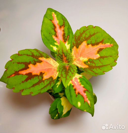 Колеусы вегетативные