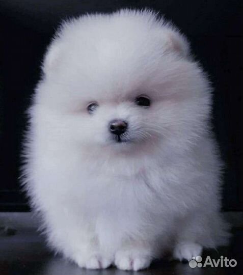 Маленькая собачка