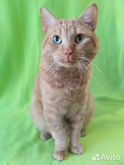 Константин ищет дом