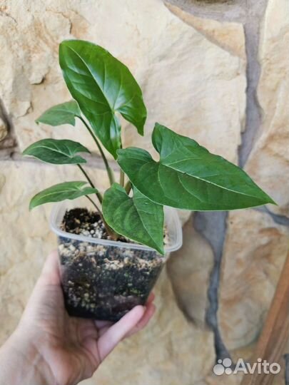 Комнатные растения