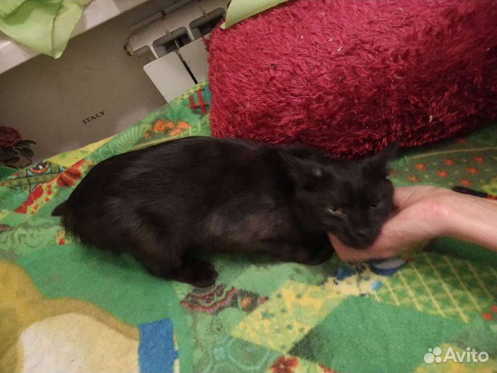 Кошки в добрые руки бесплатно