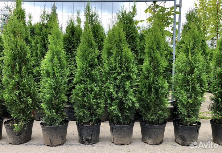 Шикарные Туи,Туя Смарагд,Туя Колумна