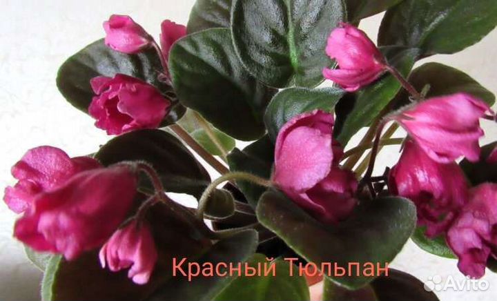 Детки сортовых фиалок