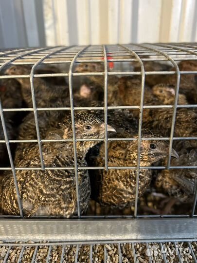 Инкубационное яйцо Подмосковный Белый гигант