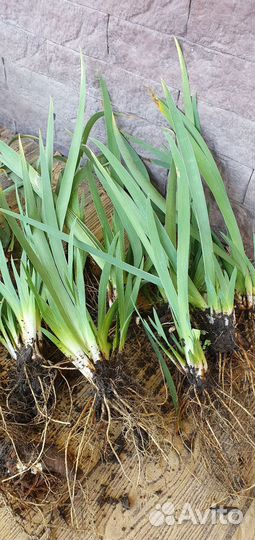 Ирис карликовый