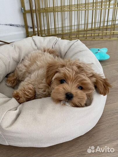 Мальтипу f1 mini